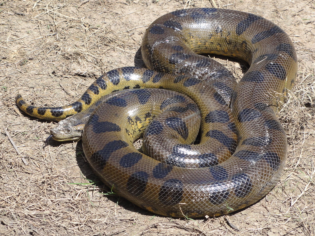 Anaconda snake