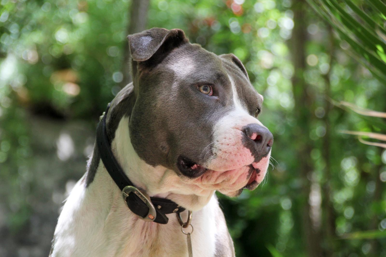 American Pitbull dogs information