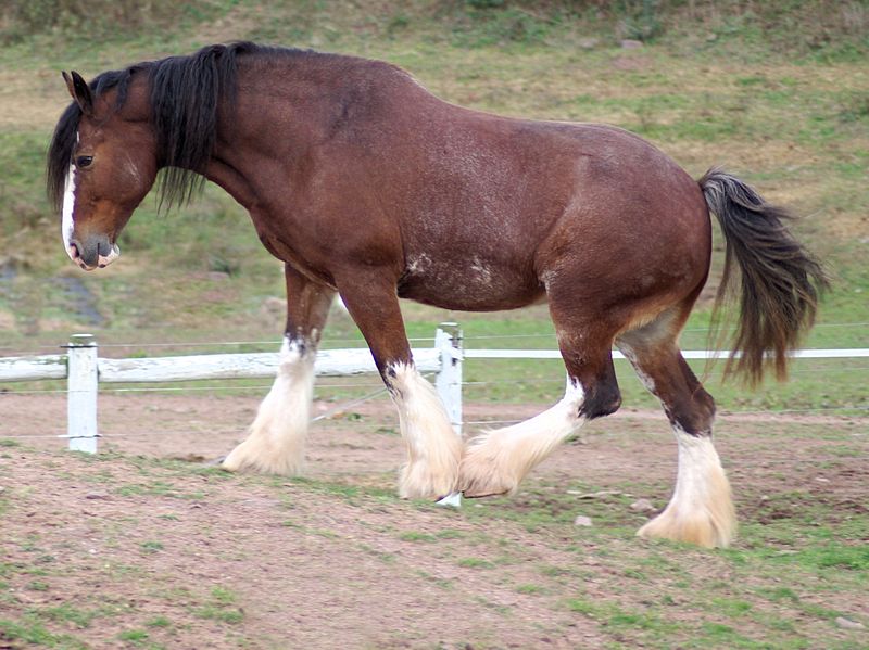 Clydesdale horse information