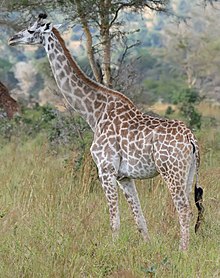 giraffe information