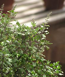 Tulsi tree uses