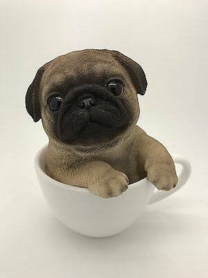 Pug Dog Breed